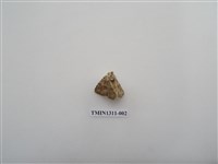 藏品(尺蠖蛾科)的圖片